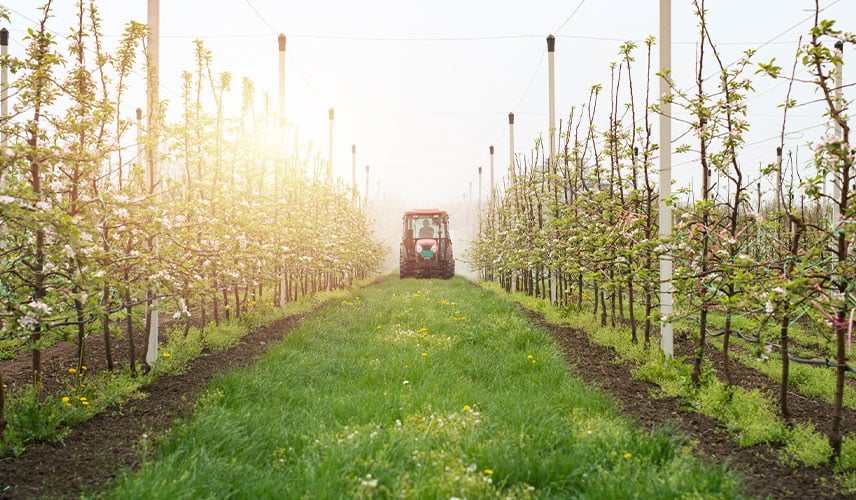 Inerbimento dell’interfilare in frutticoltura