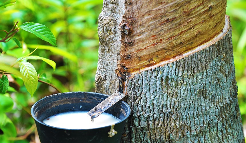 Piantagioni di alberi della gomma di proprietà del gruppo Bridgestone, per una gestione sostenibile della gomma naturale