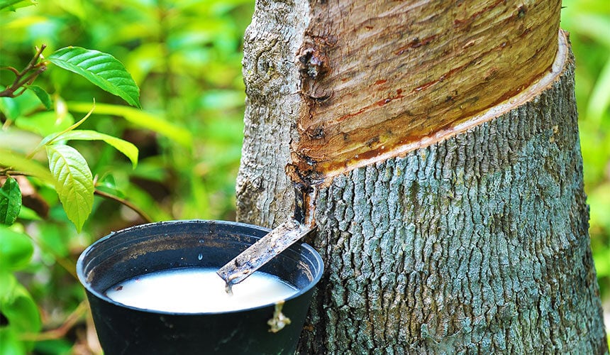 Bridgestone è proprietaria di piantagioni di alberi della gomma per aggiungere maggiori quantità di gomma naturale ai suoi pneumatici